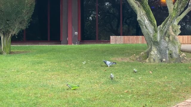 БРИЛЛИАНТОВЫЙ БРАСЛЕТ: На что обращать внимание при покупке. смотреть онлайн