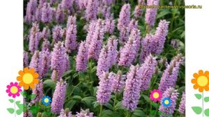 Котовник жилковатый Пинк Кэт. Краткий обзор, описание характеристик nepeta nervosa Pink Cat