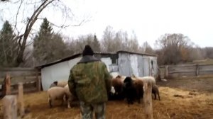 Великий русский язык о туркменских баранах