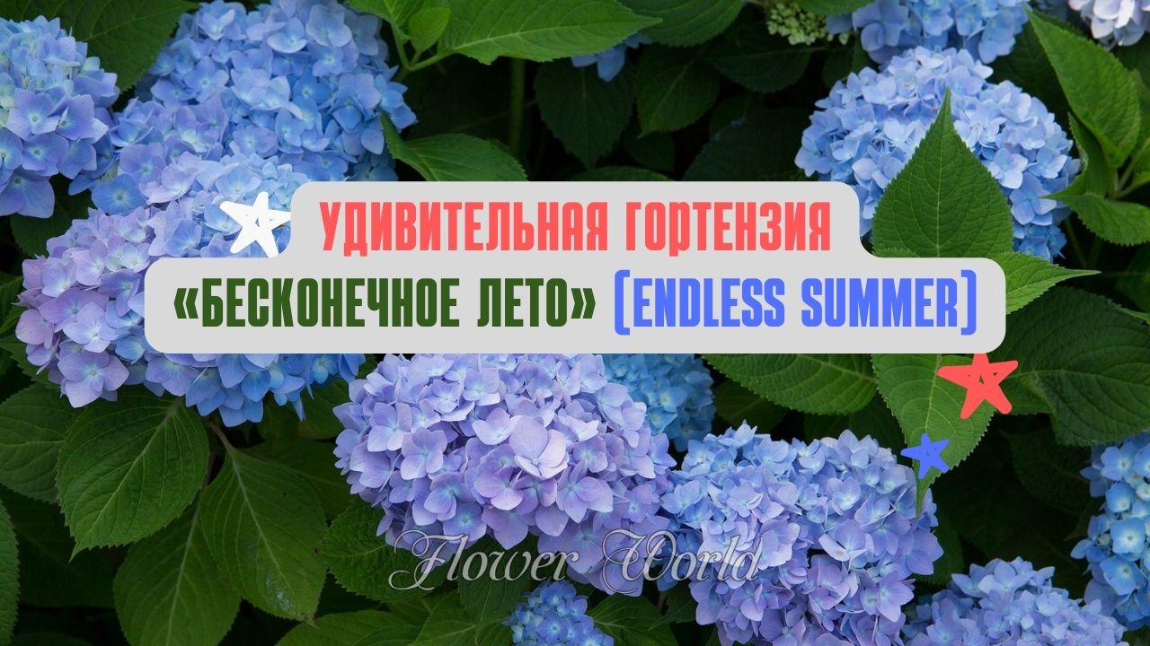 Гортензия «Бесконечное лето» (Endless Summer Hydrangea)?