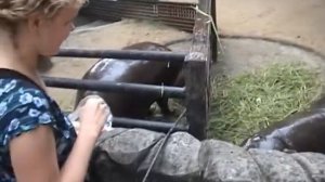 Кормление бегемотика