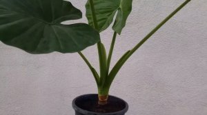 Alocasia recuperada en tres meses y medio.