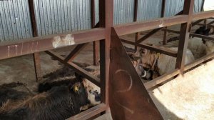 ОТКОРМ БЫЧКОВ - Достижение рекордных привесов