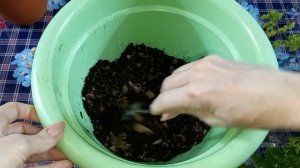 Папоротник Нефролепис Дассада?Пересадка?Состав грунта?Подбор условий содержания?Уход?Свет?Влажность