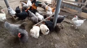 Маши растеряши🐤🐔 Сняли швы кошечкам 😼 Блины с инжирным вареньем 😋Живем на Кубани 🧡