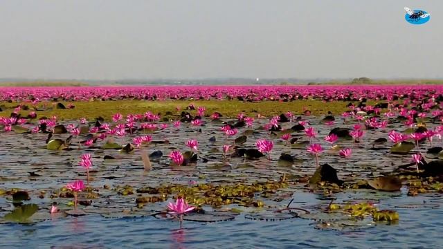 Самое большое озеро с лотосами смотреть онлайн