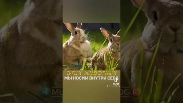 Очень поучительный ролик для нас всех людей братья и сестры смотреть онлайн