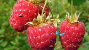 Малина традиционная Скромница (rubus) ? малина Скромница обзор: как сажать саженцы малины Скромница