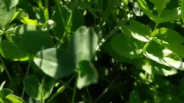 Мир глазами мухи))) смотреть онлайн