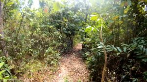 Hiking In El Nido Palawan - ?? Philippines [4K HDR] Walking Tour