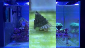 Фраговик через 4 месяца на соли Марисоль Риф. Заполнение сампа. Чем кормлю кораллы. Добавка Биориф.