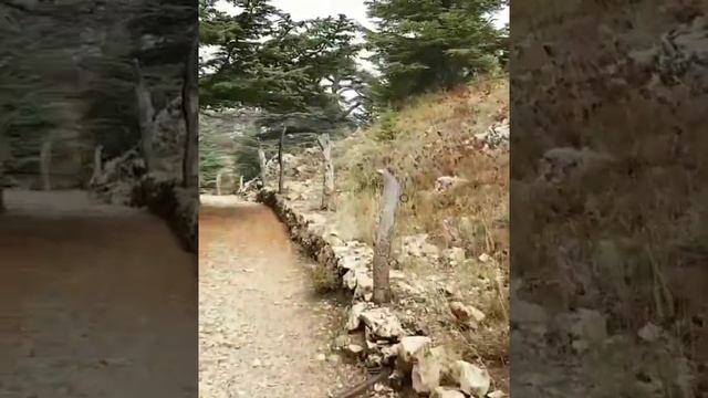Ливанские кедры