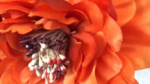 головка пион оранж