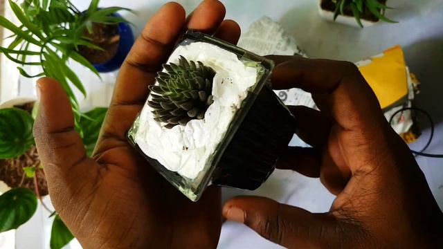Online Plants Unboxing And Review |www.thegreenfocus.in | Buy Plants Online at Affordable Rates
