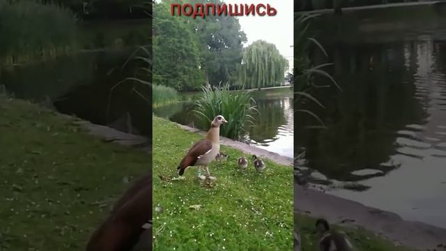 НИЛЬСКИЙ ГУСЬ (ЕГИПЕТСКИЙ)