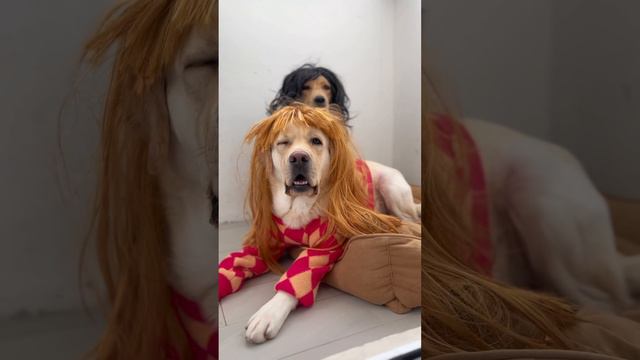 #лабрадор #собака #животные смотреть онлайн