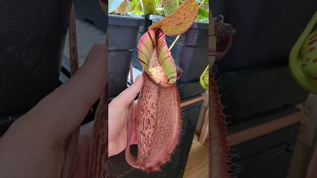 Nepenthes spathulata x spectabilis