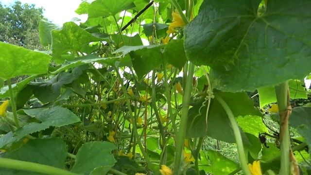 Советская подкормка для огурцов - урожай потом девать некуда