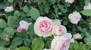 РОЗА АСПИРИН (ASPIRIN ROSE, Tantau, 1997) Обзор.