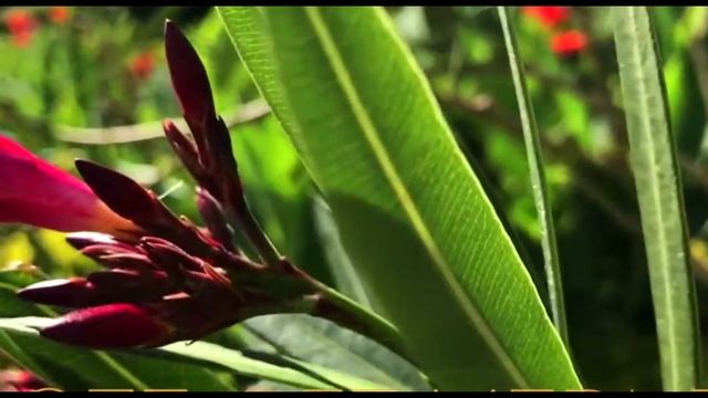 Спокойная Музыка Для Массажа Снятия Стресса АРФА смотреть онлайн