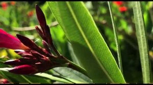 Спокойная Музыка Для Массажа Снятия Стресса АРФА