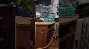 какарик Яшка приручение