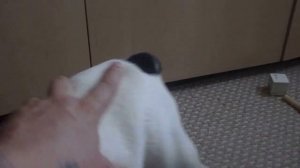 Французский бульдог 4 месяца