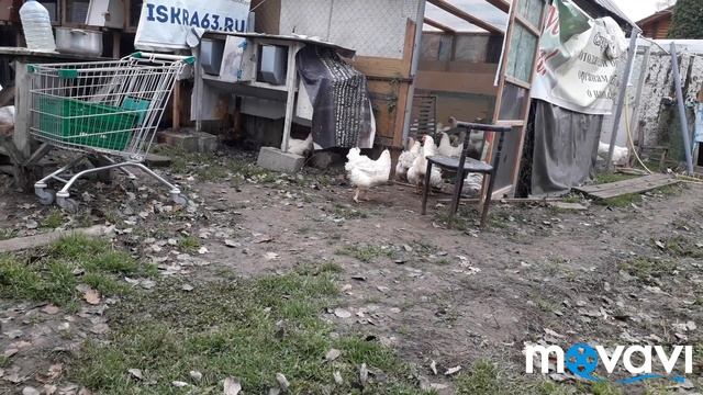 Выращивание Бройлеров до 6 кг. Кормление бройлеров Арбор Айкрес.