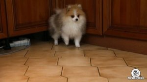 Один день в питомнике йорков @yorkshireclub