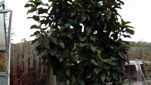 Корневые отводки Яблонь-Сибирок как подвой для Колоновидных Яблонь смотреть онлайн