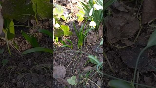 Уроки природолюбования. Белоцветник весенний
