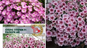 НЕПРИХОТЛИВЫЕ ПЕТУНИИ, красиво цветущие все лето. Посадите эти петунии в саду.