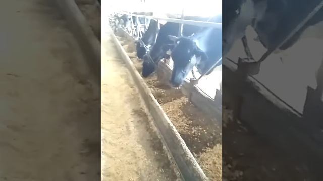 Кормление животных экструдированным кормом
