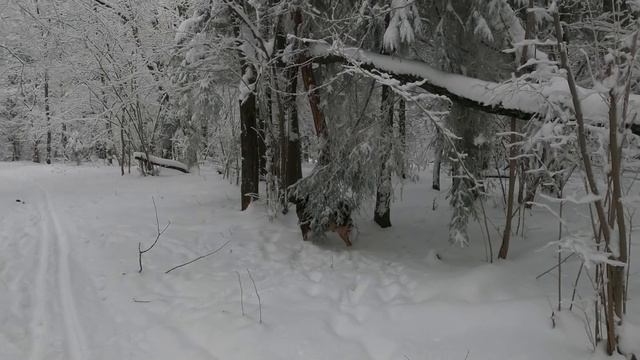 Прогулка с собаками в зимнем лесу смотреть онлайн