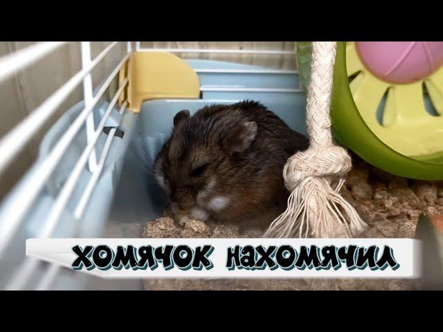 УПЛЕТАЮ ))))))))) #хомячки #грызун #хомяк #джунгарскийхомяк #хомяки #грызуны
