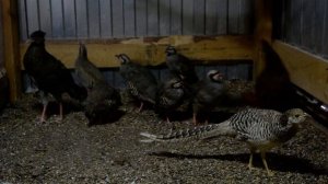 кеклик (каменная куропатка)