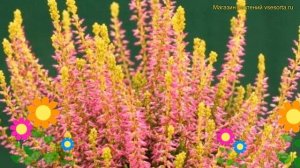 Вереск обыкновенный Голден Эндж. Краткий обзор, описание характеристик calluna vulgaris Golden Angi