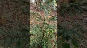 тсуга канадская октябрь 2020