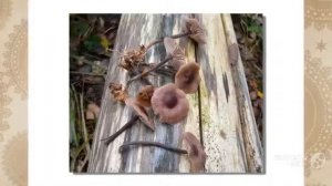 Marasmius brassicolens - fungi kingdom