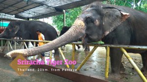 Тигровый Зоопарк Сирача. Часть1.