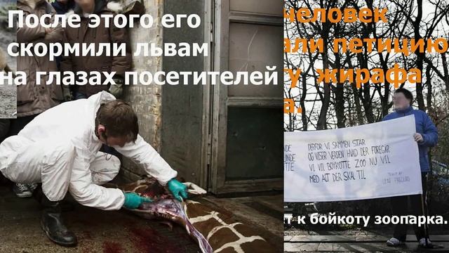Убит жираф в зоопарке Дании.В датском зоопарке умертвили 18-месячного жирафа Мариуса. смотреть онлайн