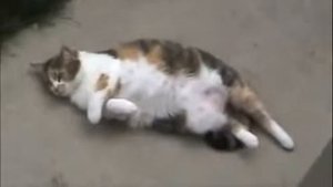 Пукающий кот или кот,который пукает