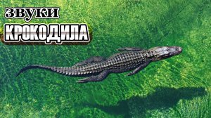 Звуки крокодила | Какие звуки издает крокодил? | Звуки животных