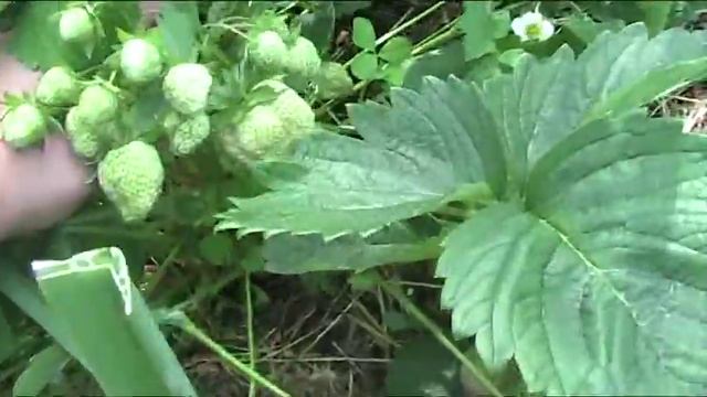 Земляника садовая Слоненок. Июнь 2017 г//Секреты хороших урожаев. смотреть онлайн