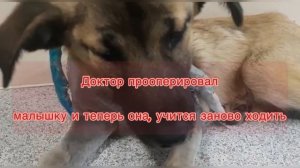 История спасения собаки с переломанными лапами