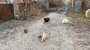 железная выдержка лабрадора и ротвейлера!