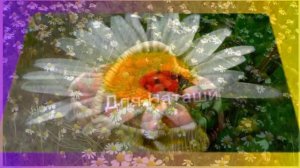 Красивое поздравление.Ромашки для моей Наташки