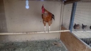 Юрловский голосистый петух