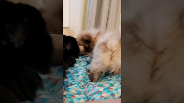 Лакомство для шпица. смотреть онлайн