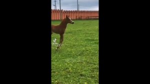 Эдит лошади ???.